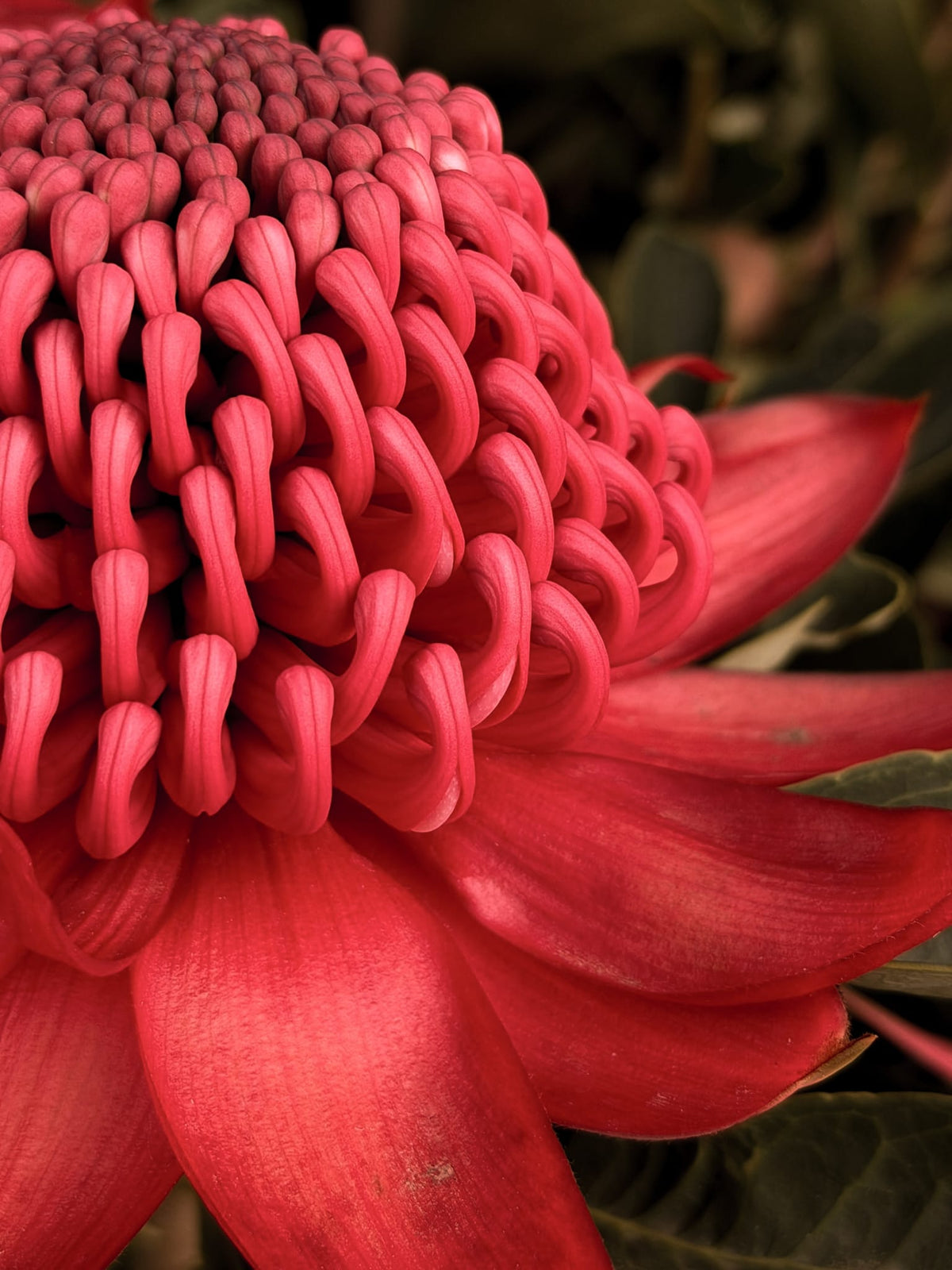 Inspired by Nature: The Stories Behind Our Prints